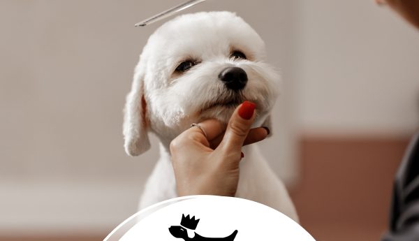 Miranda's Pet Boutique 15 des_W